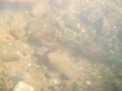 Lampetra richardsoni