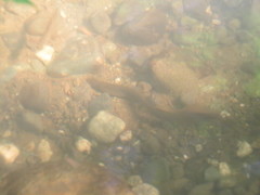 Lampetra richardsoni