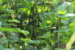 Basileuterus culicivorus