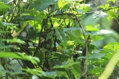 Basileuterus culicivorus