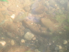 Lampetra richardsoni