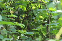 Basileuterus culicivorus