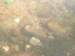 Lampetra richardsoni