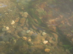 Lampetra richardsoni