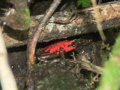 Andinobates cassidyhornae