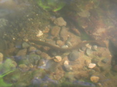 Lampetra richardsoni