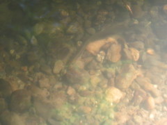 Lampetra richardsoni