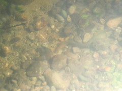 Lampetra richardsoni