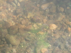 Lampetra richardsoni