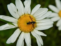 Cylindromyia californica