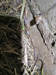 Atractus trilineatus