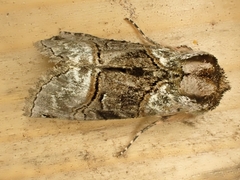 Abrostola tripartita