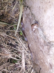 Atractus trilineatus