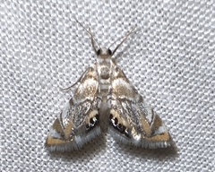 Eoparargyractis irroratalis