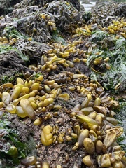 Halosaccion glandiforme