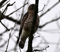 Buteo platypterus