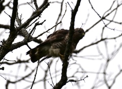 Buteo platypterus