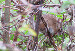 Oligoryzomys flavescens