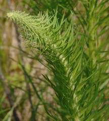 Liatris pycnostachya