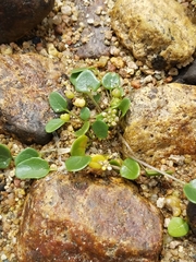 Cochlearia officinalis