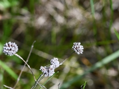 Pycnanthemum verticillatum