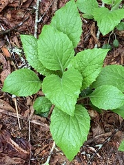 Rugelia nudicaulis