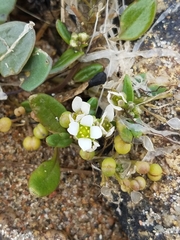 Cochlearia officinalis