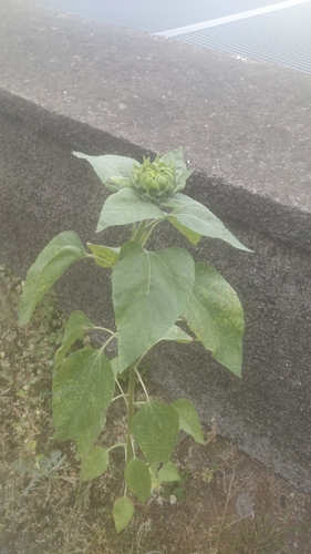 Helianthus annuus image