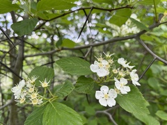 Crataegus macracantha