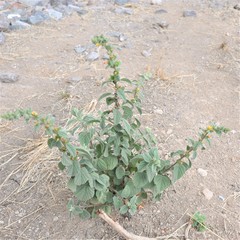 Malvastrum bicuspidatum