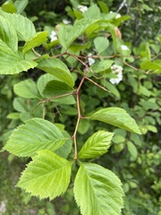 Crataegus macracantha