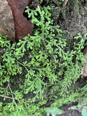 Selaginella pallescens