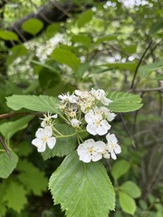 Crataegus macracantha