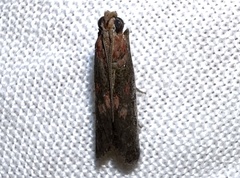 Honora montinatatella