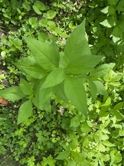 Iodanthus pinnatifidus