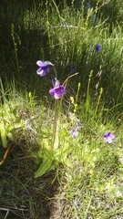 Pinguicula