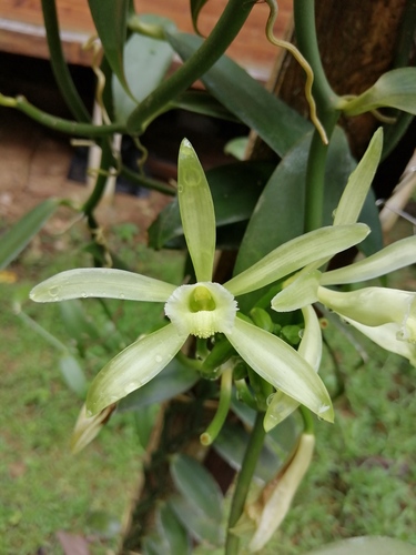 Vanilla planifolia