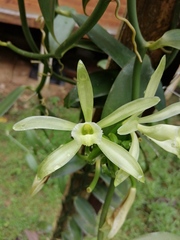 Vanilla planifolia