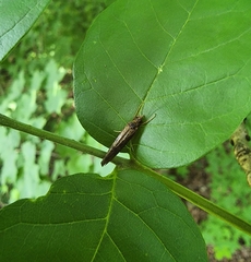 Leptocerus americanus