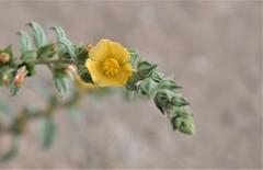 Malvastrum bicuspidatum