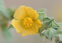 Malvastrum bicuspidatum