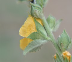 Malvastrum bicuspidatum