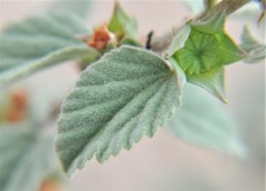 Malvastrum bicuspidatum