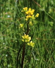 Solidago multiradiata multiradiata