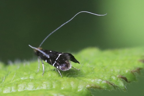 Ocean Spray Fairy Moth photo 2