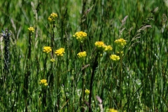 Solidago multiradiata multiradiata