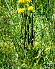 Solidago multiradiata multiradiata