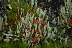 Cladonia transcendens