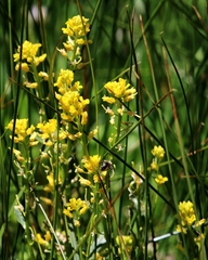 Solidago multiradiata multiradiata
