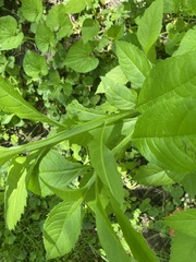 Iodanthus pinnatifidus